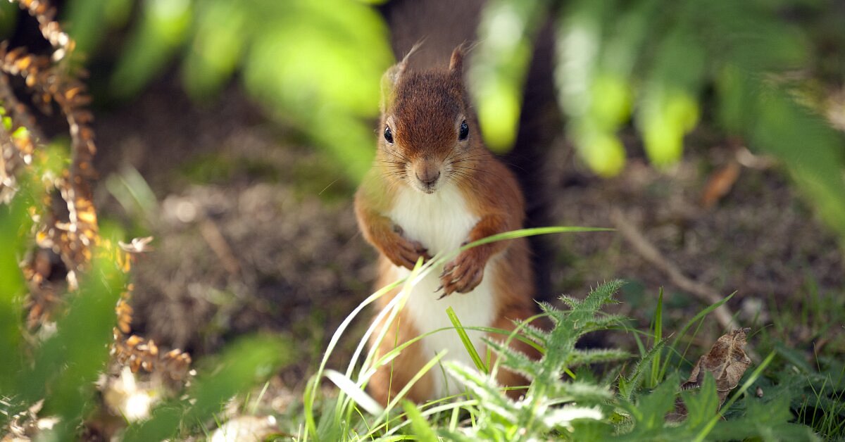 Brownsea Island
