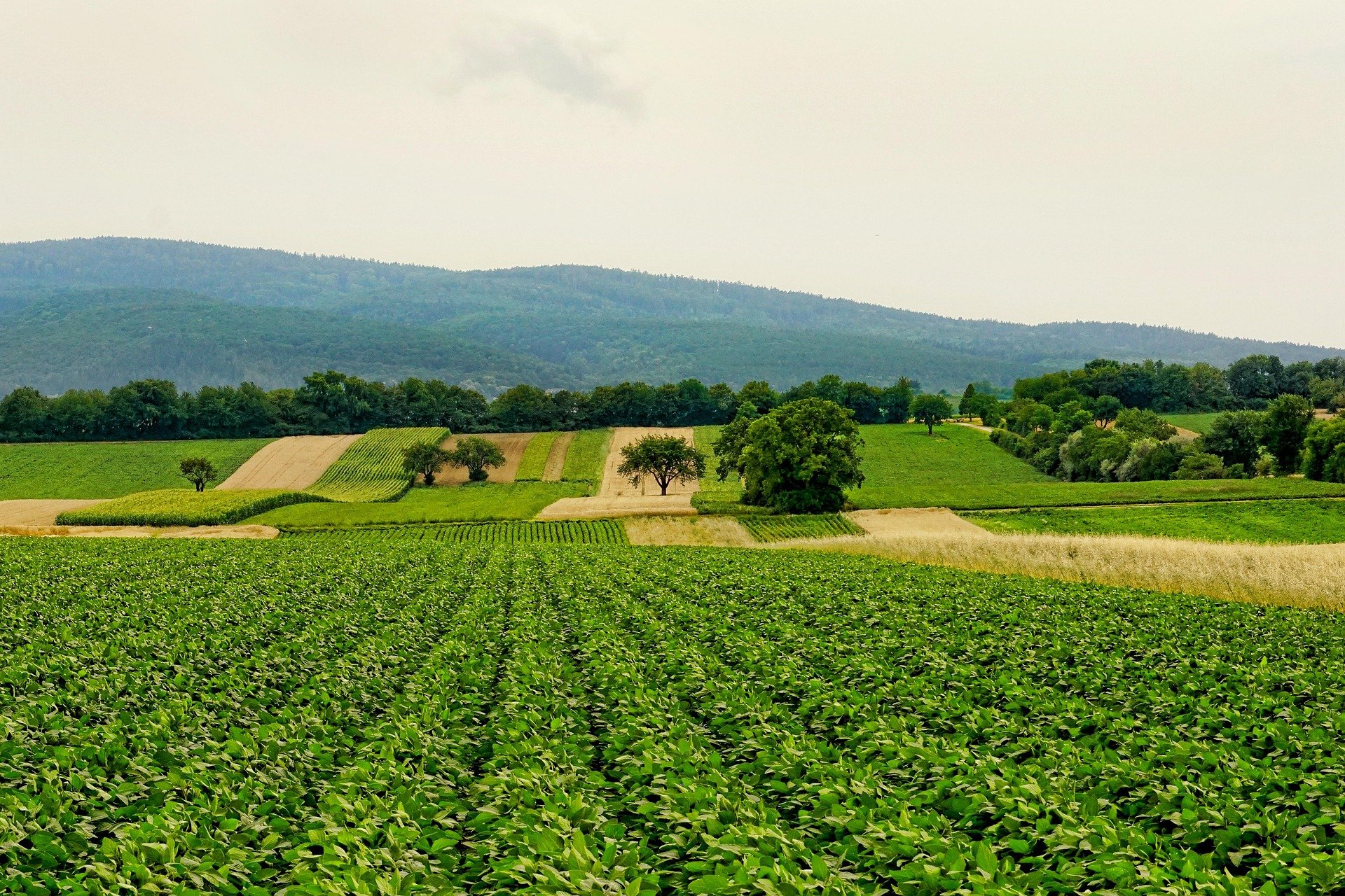 English for Agriculture and the Earth Sciences