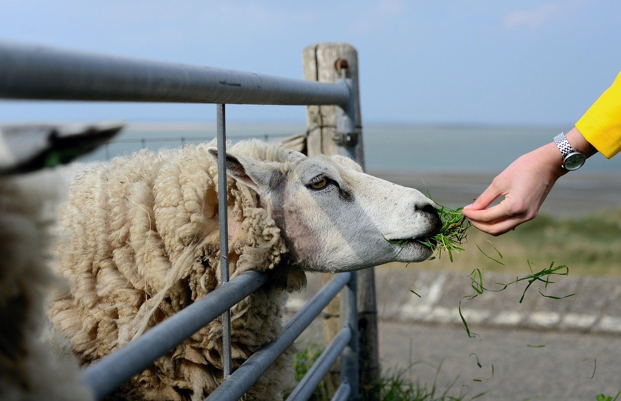 English for Agriculture and the Earth Sciences